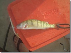 first fish